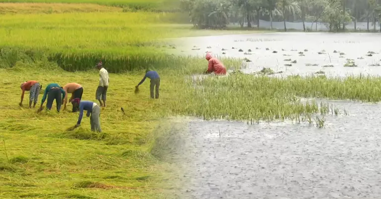 হাওরের পানিতে ডুবে গিয়েছে পাকা ধান